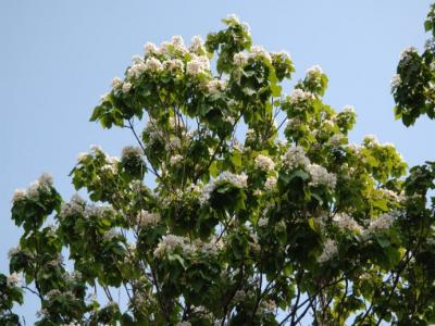 楸樹什么時候開花？