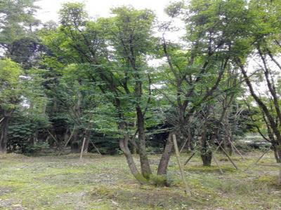 [叢生茶條槭]叢生茶條槭圖片_價格_種植方法